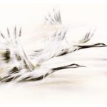 obrazy inspirowane żurawiami